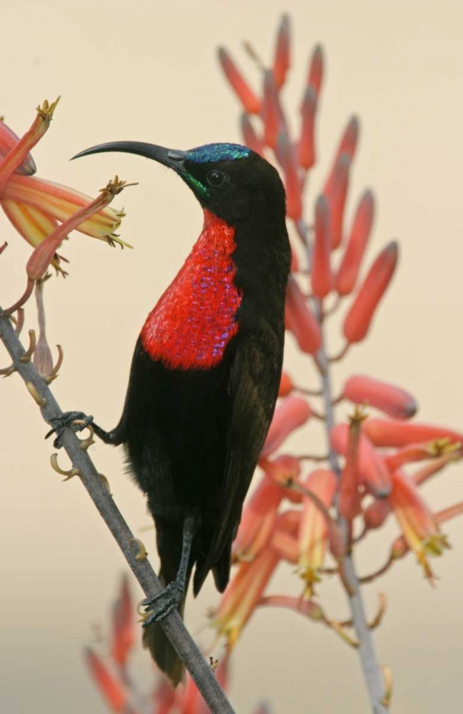 Tanzania, Ndutu Scarlet-breasted sunbird on limb